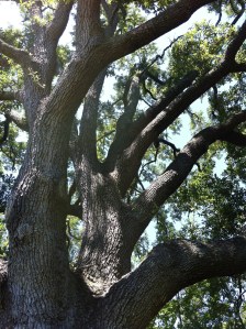 (Photo of a fine specimen of a live oak, in the front yard.)