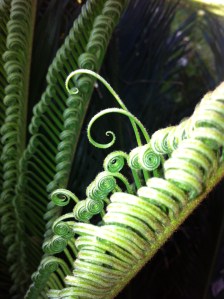 (photo taken in the backyard with an iPhone)