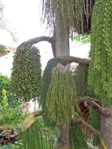 (This funky palm was photographed in Honduras and reminds me how much bigger God's imagination is than mine -- and that goes for the gift of humor, too.)
