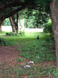 (Photo taken on the grounds of St. Leo Monastery)