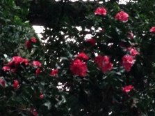 (photo taken in the backyard,  first day of Winter)