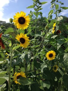 (Beautiful sunflowers from the sabbath garden space of dear friends Darlene and Bob.)
