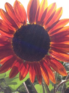 (Beautiful sunflower -- which some would classify as a weed -- photographed in the garden of dear friends Darlene and Bob.)
