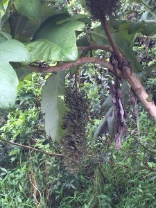(Photo taken this morning, while walking above Kula, Maui)